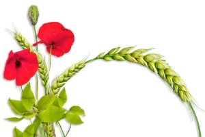 小麦花草相框