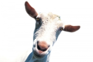 白色羊高清PNG透明动植物动物设计素材免费下载