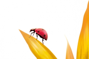 秋色小草