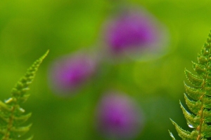 蕨类植物 水滴 雨 模糊 宏观 4k壁纸 3840x2160
