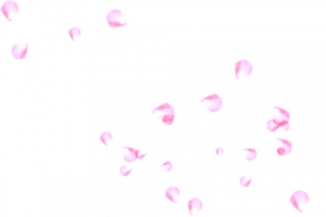 漂浮花瓣