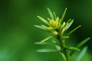 植物 树枝 宏 绿色 4k壁纸 3840x2160