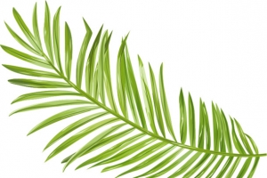 绿色树枝植物清新