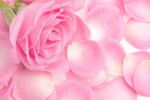 香水粉色玫瑰背景banner