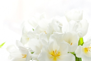 白色花蕾盆栽图片