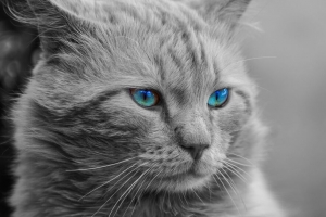 猫 蓝眼睛 枪口 photoshop 蓬松 黑白 4k壁纸 3840x2160