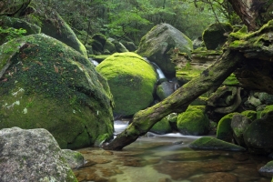 日本屋久岛 森林 小溪 石头 风景4K壁纸