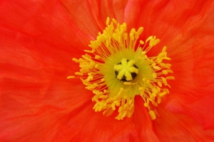 罂粟 花粉 花 宏 红色 4k壁纸 3840x2160