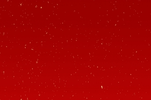 狗年大吉祥金币简约红色banner