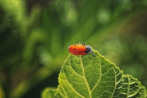  bug 叶子 宏 昆虫 红色 4k壁纸 3840x2160
