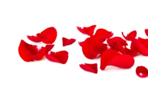 玫瑰花瓣