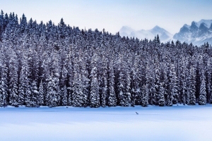 森林 山脉 景观 雪 冬天 自然 4k壁纸 3840x2160