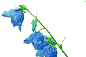 一枝蓝铃花装饰