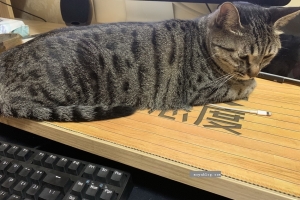 （随拍）“一坨”大懒猫，羡慕它不用工作！