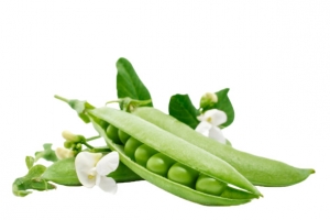 豆荚