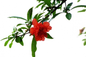 漂亮的石榴花素材图片