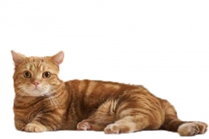 小猫
