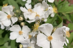 （随拍）院子里的蔷薇开花了