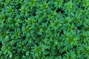 树叶 植物 灌木 4k壁纸 3840x2160