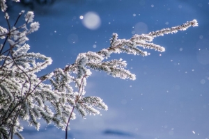 树枝 眩光 散焦 雪 模糊 4k壁纸 3840x2160
