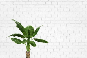 现代简约绿色家居banner