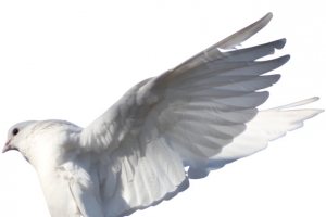 鸽子大雁飞鸟高清PNG透明装饰元素动物设计素材免费下载