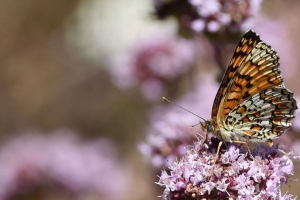  melitaea phoebe 蝴蝶 花 模糊 4k壁纸 3840x2160