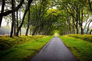 树林间小路高清PNG透明背景摄影风景设计素材免费下载