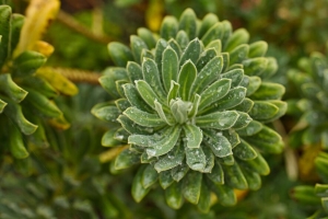 多肉 叶子 水滴 植物 宏观 4k壁纸 3840x2160