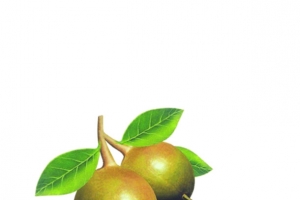 创意茶籽果