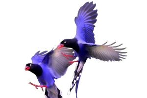 蓝色翅膀长尾巴鸟高清PNG透明装饰元素动物设计素材免费下载