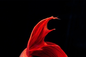 鱼