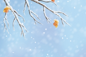 立冬文艺小清新蓝色banner
