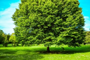 绿色的树 春天 4k高清风景壁纸