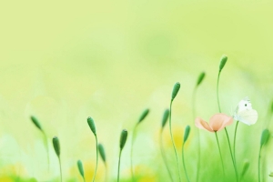 温馨小花暖色系背景图片
