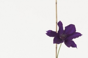 紫色花卉高清摄影图片