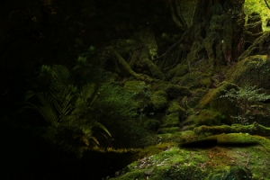 森林背景蜂蜜banner