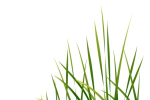 小草（青草）元素