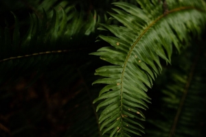 蕨类植物 叶子 植物 微距 绿色 深色 4k壁纸 3840x2160