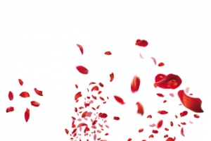 玫瑰花瓣