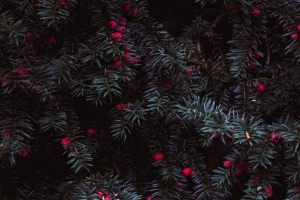 针 浆果 红色 植物 4k壁纸 3840x2160