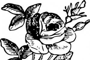 素描玫瑰手绘