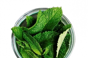 薄荷 盘里