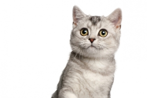 电商宠物猫动作抓