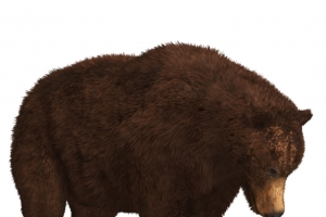 动物熊狗熊黑熊