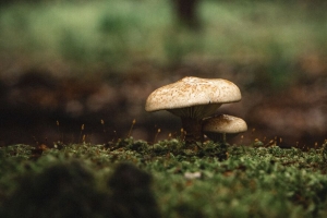 蘑菇 苔藓 宏 草 4k壁纸 3840x2160