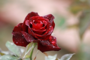 玫瑰花5k壁纸