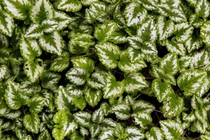 黄色大天使 植物 树叶 宏观 4k壁纸 3840x2160