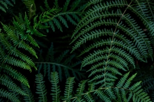 蕨类植物 树叶 树枝 绿色 宏观 4k壁纸 3840x2160