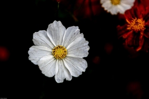  kosmeya 花 花瓣 宏观 白色 4k壁纸 3840x2160